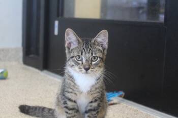 Mungojerrie -  Domestic Short Hair Cat for Adoption in Chestertown, Maryland - Mungojerrie | PetCurious