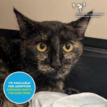 Brunch -  Domestic Short Hair Cat for Adoption in Chicago, Illinois - Brunch | PetCurious
