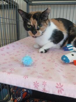 Patches -  Domestic Short Hair Cat for Adoption - Patches | PetCurious