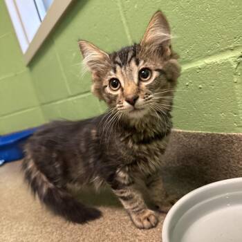 Neptune -  Domestic Long Hair Cat for Adoption in Council Bluffs, Iowa - Neptune | PetCurious