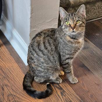 Rescue Domestic Short Hair Cats for Adoption in Pittsburgh, Pennsylvania - Harley | PetCurious