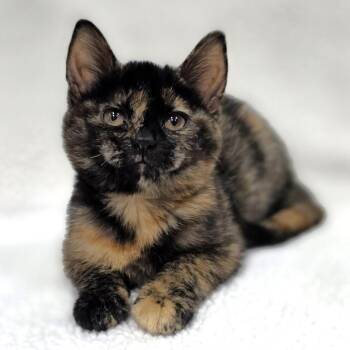 Shirley Temple -  Domestic Short Hair Cat for Adoption in Michigan City, Indiana - Shirley Temple | PetCurious
