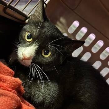 Dew Drop -  Domestic Short Hair Cat for Adoption in New York, New York - Dew Drop | PetCurious