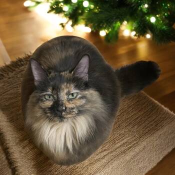 Rescue Tortoiseshell and Domestic Long Hair Cats for Adoption in Hillsboro, Texas - Charlotte — A Warm, Whiskered Touch Of Christmas Magic | PetCurious
