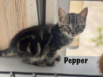 Pepper -  Domestic Short Hair Cat Available for Adoption in Oak Bluffs, Massachusetts - Pepper | PetCurious