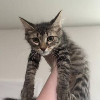 Apollo -  Domestic Medium Hair Cat for Adoption in Midland, Texas - Apollo | PetCurious