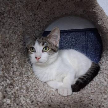 Grumby -  Domestic Short Hair Cat for Adoption in Independence, Kansas - Grumby | PetCurious