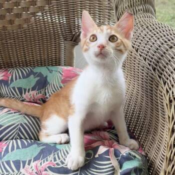 Juneau -  Domestic Short Hair Cat for Adoption in Panama City, Florida - Juneau | PetCurious