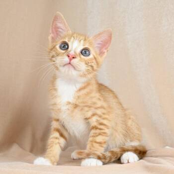Jordan -  Domestic Short Hair Cat for Adoption in Mobile, Alabama - Jordan | PetCurious