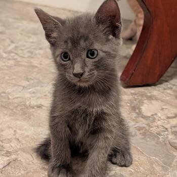 Nico -  Domestic Short Hair Cat Available for Adoption in North Port, Florida - Nico | PetCurious