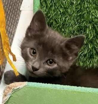 Rescue Domestic Short Hair Cats for Adoption in Green Valley, Arizona - Cash | PetCurious
