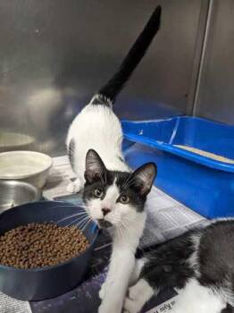 Purrton -  Domestic Short Hair Cat for Adoption in Daytona Beach, Florida - Purrton | PetCurious