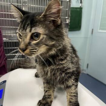 Lulu -  Domestic Short Hair Cat for Adoption in Greensboro, North Carolina - Lulu | PetCurious