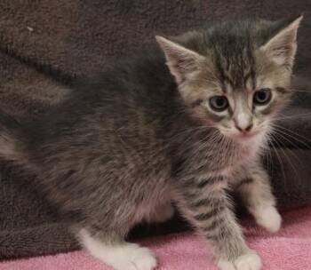 Domestic Short Hair Cats Available for Adoption in Thief River Falls, Minnesota - Penn | PetCurious