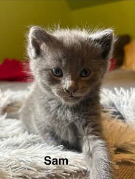 Sam -  Domestic Short Hair Cat for Adoption in Johnson City, Tennessee - Sam | PetCurious
