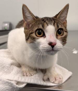 Mrs. Magic -  Domestic Short Hair Cat for Adoption - Mrs. Magic | PetCurious