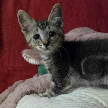 TOULOUSE -  Domestic Short Hair Cat for Adoption in Graham, Washington - TOULOUSE | PetCurious