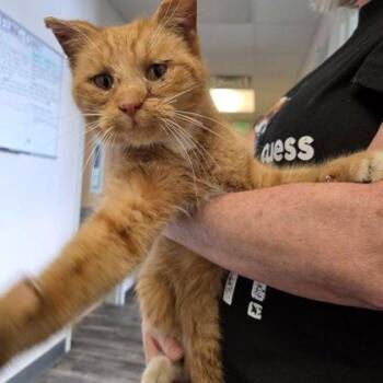 Domestic Short Hair Cats Available for Adoption - Rowdy | PetCurious