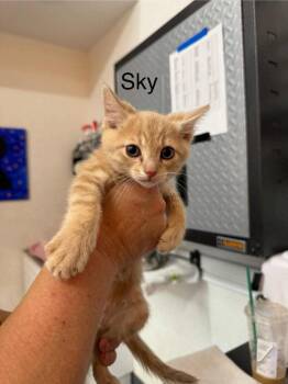 Sky -  Domestic Short Hair Cat for Adoption in St. George, Utah - Sky | PetCurious