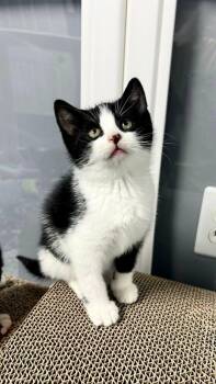 Domestic Short Hair Cats Available for Adoption in Harrison Township, New Jersey - Marcie | PetCurious