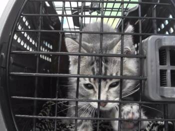 MANDARK -  Domestic Medium Hair and Domestic Short Hair Cat for Adoption in Omaha, Nebraska - MANDARK | PetCurious
