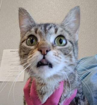 Opal (O3) -  Domestic Short Hair Cat for Adoption in Lafayette, Indiana - Opal (O3) | PetCurious