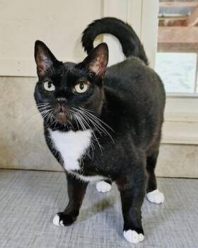 Tuxedo Cats Available for Adoption in Palmyra, Virginia - Minnie | PetCurious