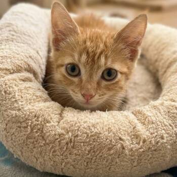 Julius 0240 -  Domestic Short Hair Cat for Adoption in Boca Raton, Florida - Julius 0240 | PetCurious