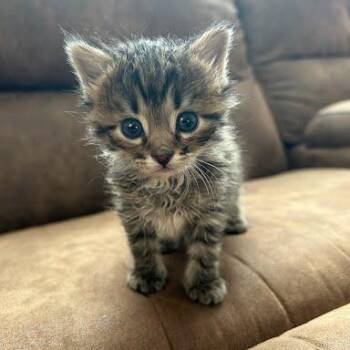 Tumbler -  Domestic Short Hair Cat for Adoption in Durango, Colorado - Tumbler | PetCurious