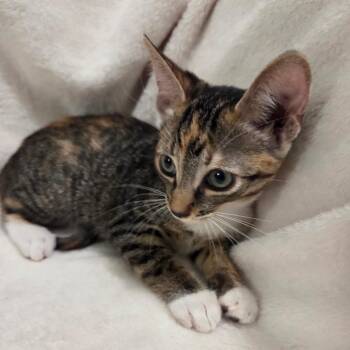 Blanket -  Domestic Short Hair Cat for Adoption in Brea, California - Blanket | PetCurious