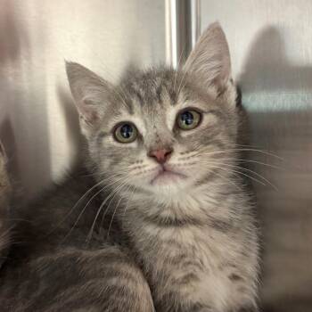Mater -  Domestic Short Hair Cat for Adoption in Hendersonville, North Carolina - Mater | PetCurious