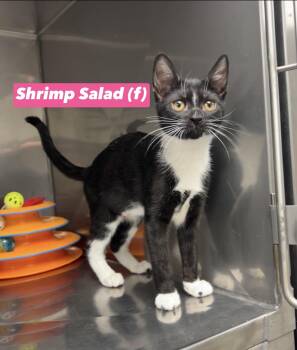 Shrimp Salad -  Domestic Short Hair and Bombay Cat for Adoption in Montville, New Jersey - Shrimp Salad | PetCurious