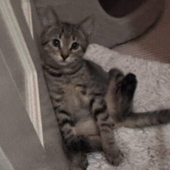 Charlie Brown -  Tabby and Domestic Short Hair Cat for Adoption in Sandy Springs, Georgia - Charlie Brown | PetCurious
