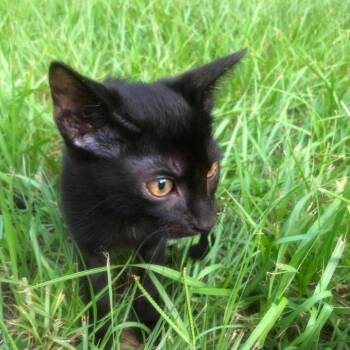 Laszlo -  Domestic Short Hair Cat for Adoption in Gainesville, Florida - Laszlo | PetCurious