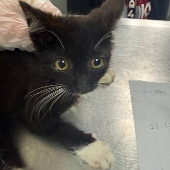 Basket of Fries -  Domestic Medium Hair Cat for Adoption in Charleston, West Virginia - Basket Of Fries | PetCurious