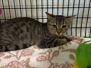Sophia -  Domestic Short Hair Cat for Adoption in Raleigh, North Carolina - Sophia | PetCurious