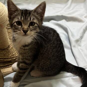 Domestic Short Hair Cats Available for Adoption in Pauls Valley, Oklahoma - Bowser | PetCurious