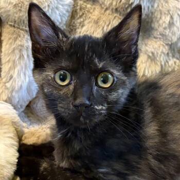 Kiwi Westie 56323 -  Domestic Medium Hair Cat for Adoption in Eaton Rapids, Michigan - Kiwi Westie 56323 | PetCurious