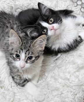 Harper & Grace -  Domestic Medium Hair Cat for Adoption in Chicago, Illinois - Harper & Grace | PetCurious