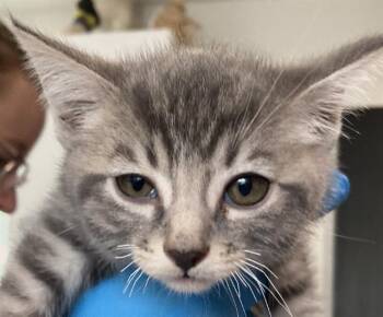Domestic Short Hair Cats Available for Adoption in Long Beach, California - AVALON | PetCurious