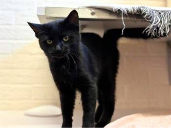 Rescue Domestic Medium Hair Cats for Adoption in Fort Wayne, Indiana - MERMAID | PetCurious