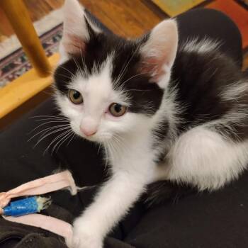 Domestic Short Hair Cats Available for Adoption in Baltimore, Maryland - Turtle Toes 1 (purple) | PetCurious
