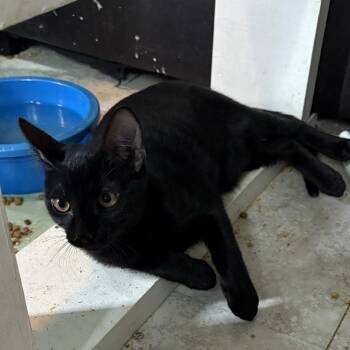 Ink -  Domestic Short Hair Cat for Adoption in Escondido, California - Ink | PetCurious