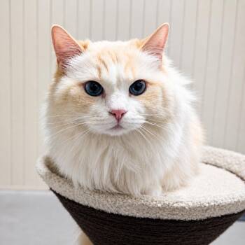 Ragdoll Cats Available for Adoption in Huntsville, Alabama - Pinky | PetCurious