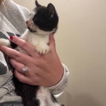 Willa -  Domestic Short Hair Cat for Adoption in Buffalo, Minnesota - Willa | PetCurious