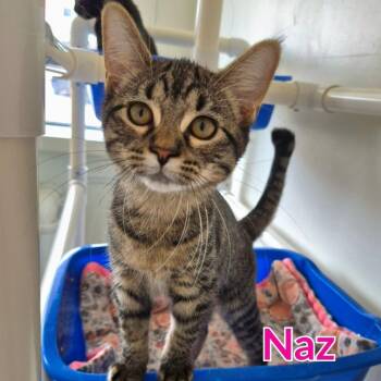 Naz Reid -  Domestic Short Hair Cat for Adoption in North Saint Paul, Minnesota - Naz Reid | PetCurious