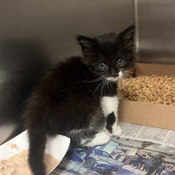 Domestic Medium Hair Cats Available for Adoption in Edinburg, Texas - Primadonna | PetCurious