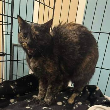 Domestic Long Hair Cats Available for Adoption - Miss Wednesday | PetCurious