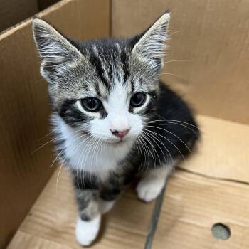 71239 -  Domestic Short Hair Cat for Adoption in Harrisonburg, Virginia - 71239 | PetCurious