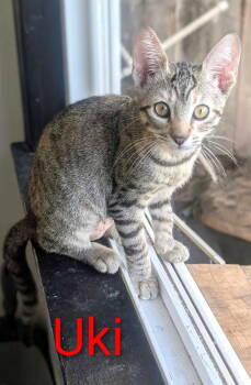 Rescue Domestic Short Hair and Torbie Cats for Adoption in Seal Beach, California - Kitten Uki | PetCurious